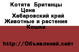 Котята  Британцы › Цена ­ 1 000 - Хабаровский край Животные и растения » Кошки   